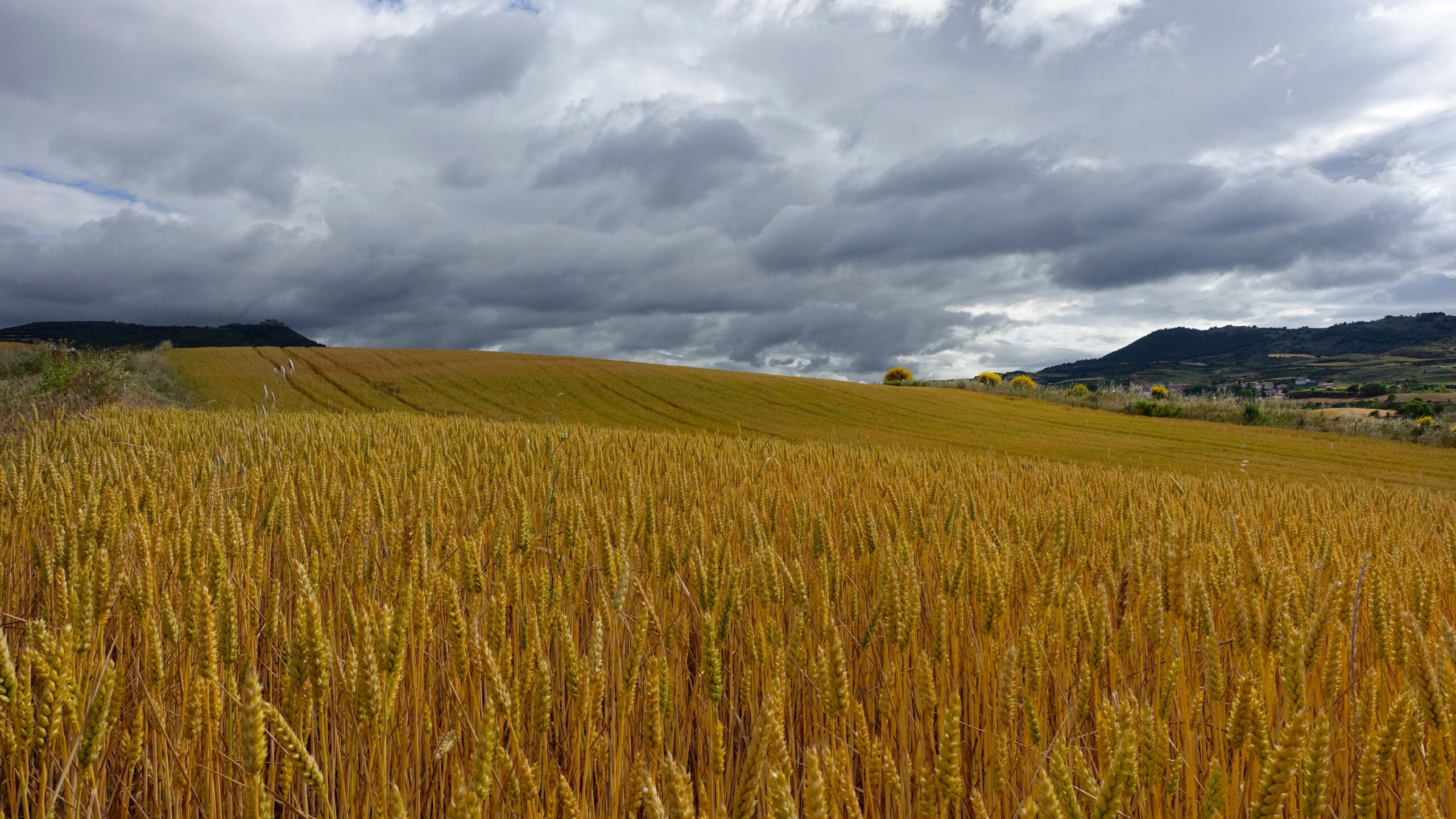 Os diversos impactos das chuvas irregulares nas lavouras e consequentemente no Agronegócio.